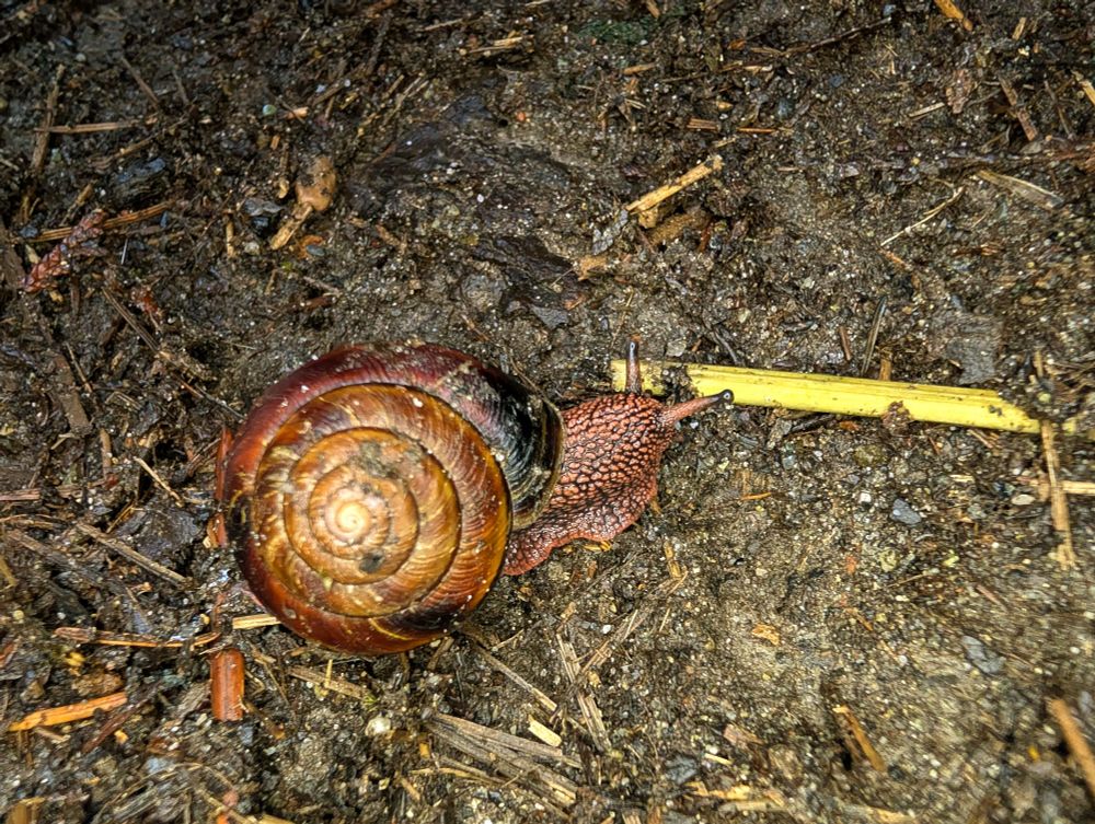 One of the 3 Pacific sideband, Monadenia fidelis, snails we found on our walk. This one was crossing the path on a somewhat busy trail so we moved them to the side they were traveling toward. So glad we didn't step on them. 
