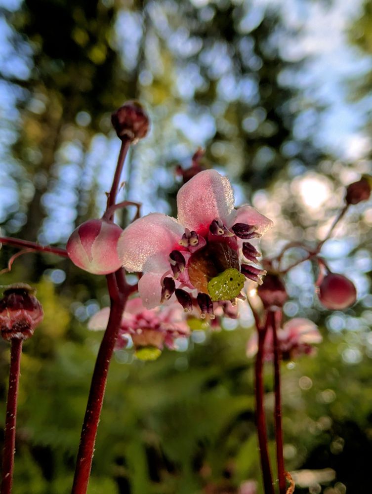The flowers on these plants are absurdly intricately beautiful with so much cool gradation in coloration and various textures I'm not used to seeing. 
