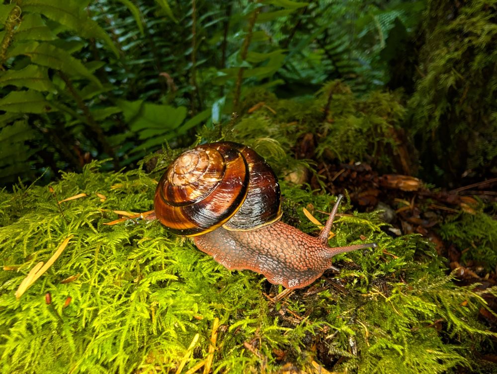 This is a Pacific sideband, Monadenia fidelis, the largest native land snail in Washington State. This was my first time spotting them recently and we saw 3 in one day! We got some decent rain so they were out and about scooting for food. Such cuties, with an amazing skin texture. They seem to be much braver than the Pacific banana slugs, or determines to reach their destination, as they only ever so slightly retreated when approached. 