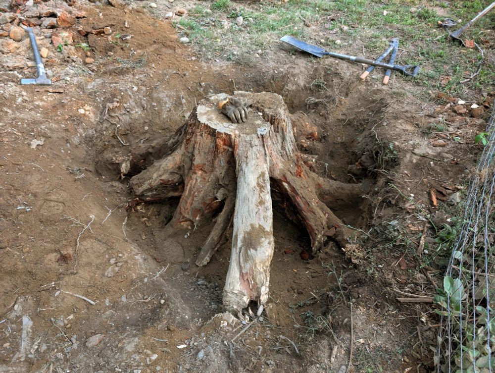 Midway through excavation of the conifer root system. Very tedious but satisfying work, at least for my brain. 