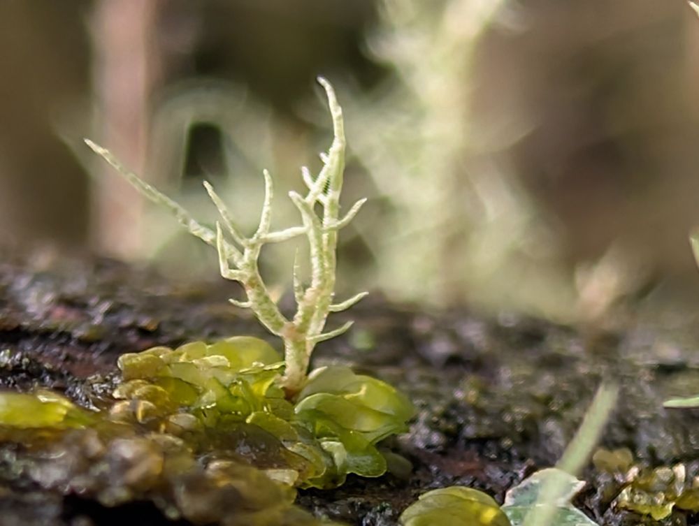 This tiny lichen caught my eye. I need to learn more about these fascinating symbiotic organisms. 