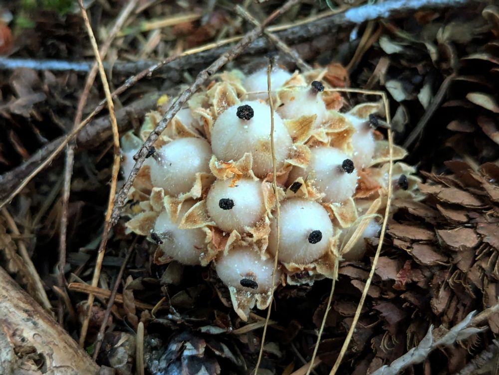 A closeup of the odd seeds those strange plants will produce.