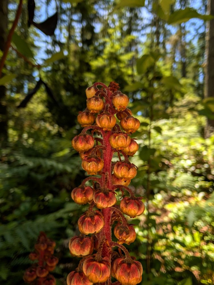 Closer jo the tops of the seed pods are a brilliant burnt orange that tapers down to a lighter orange yellow. They almost look like a bunch of pumpkins suspended from a stem. 