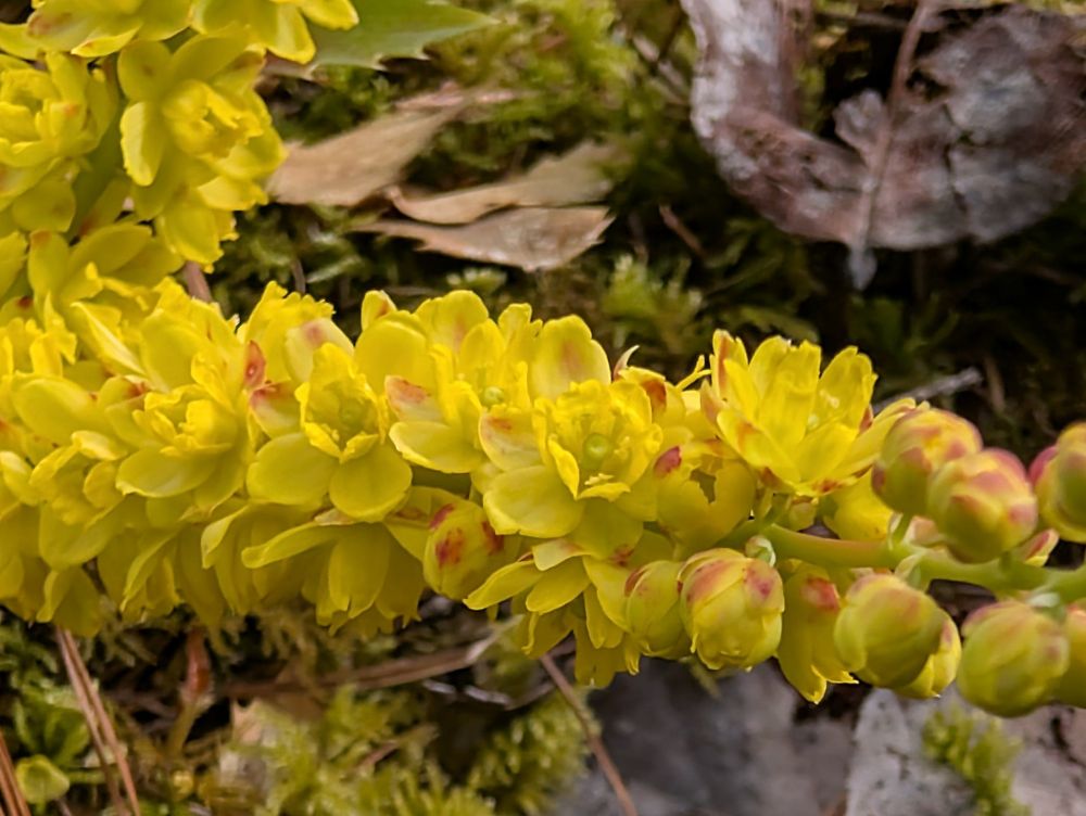 Bright yellow Oregon Grape blossoms with dainty pink accents.