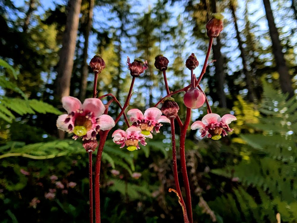 The Pipsissewa flowers are so unique looking I have to stop every time I pass them. The leaves apparently make a good tea, although I have not tried it yet. 