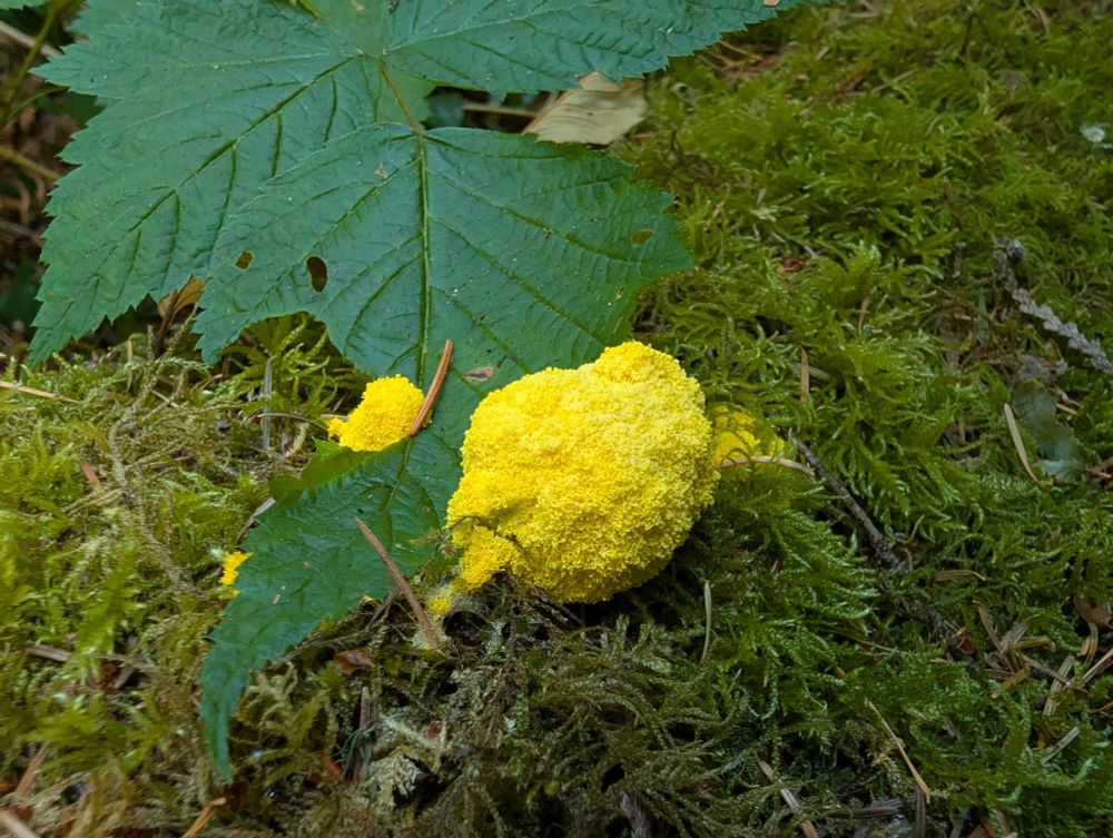 The dog vomit slime mold had begun to encapsulate this blackberry leaf. I found this well before the decent rainfall event we had this past week. 