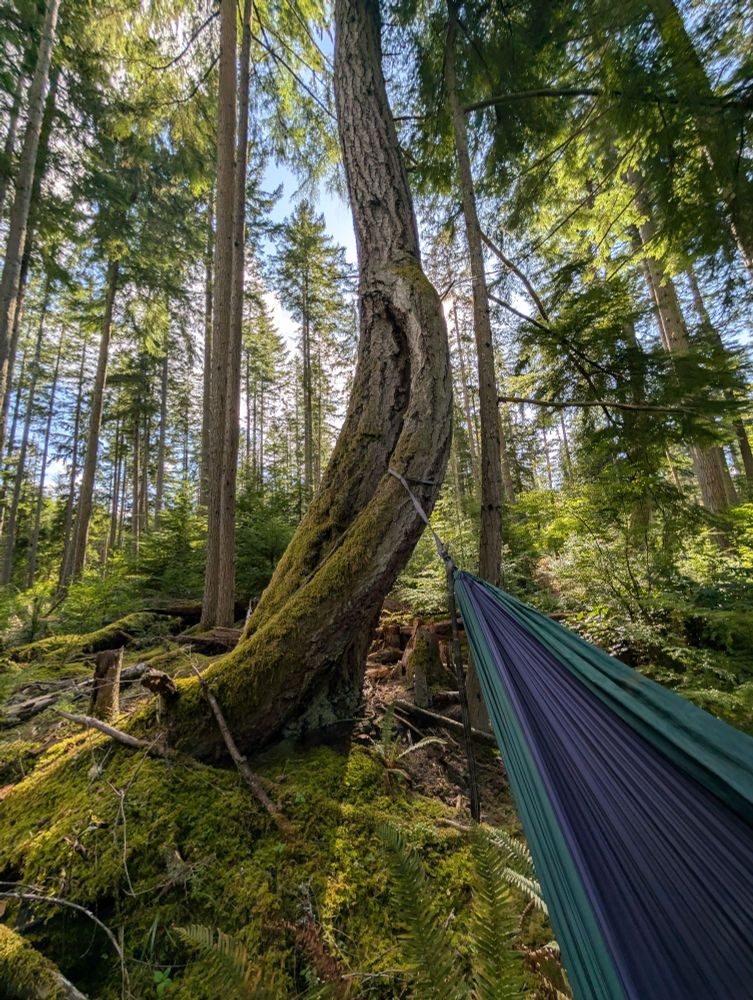 This tree had the perfect addition. A twin that connected 8 feet up the trunk into a single trunk. Super healthy looking, which was surprising. 