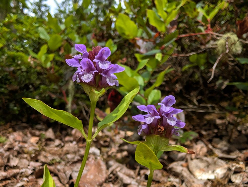 The Heal-all plant. Prunella vulgaris is can also be made into a tea among other apparent usages for making beverages. Definitely on my list to try, but probably not from ones I've found along trails frequented by people and their pets...