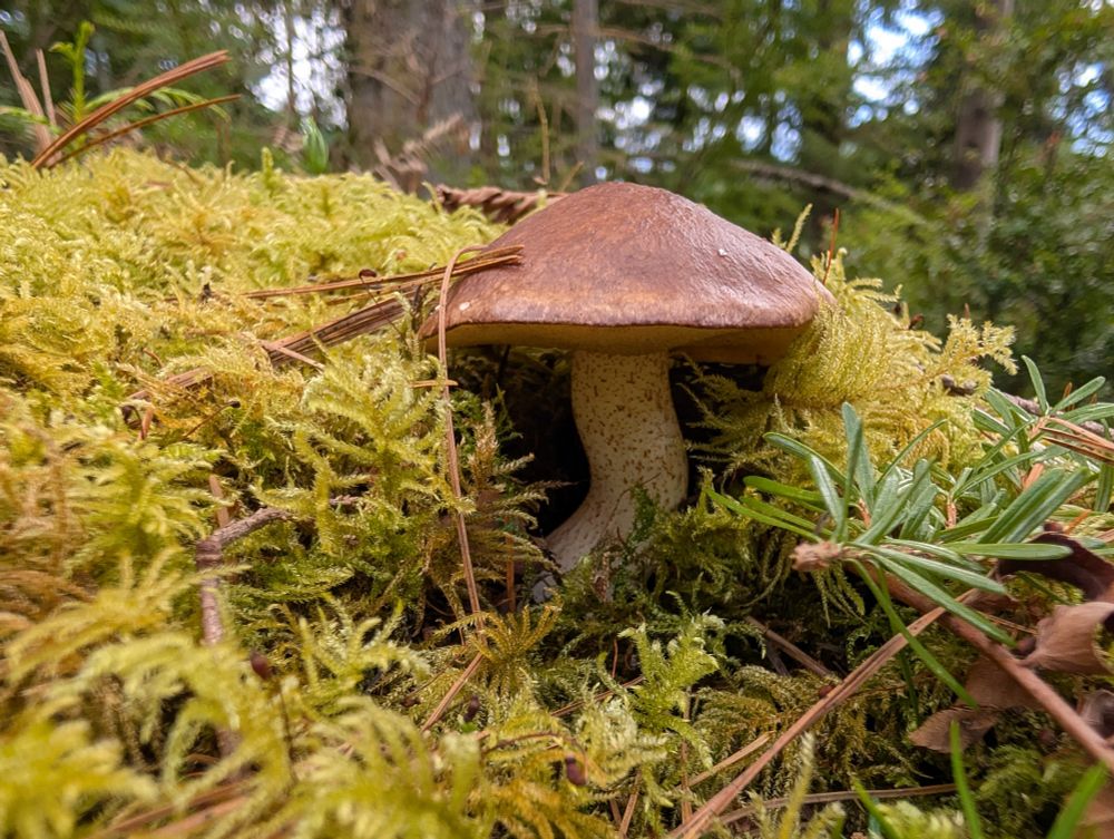 Found sprouting out of a mound of moss that once was a stump. 