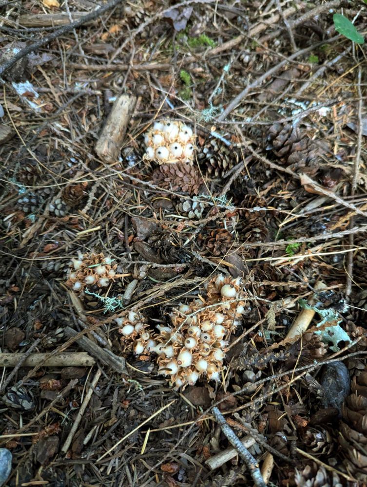 This picture of a cluster of gnome plants was taken 24 July 2024. Something was eating the seeds. They were like an overripe garlic clove in texture but I can't remember any specific scent. 
