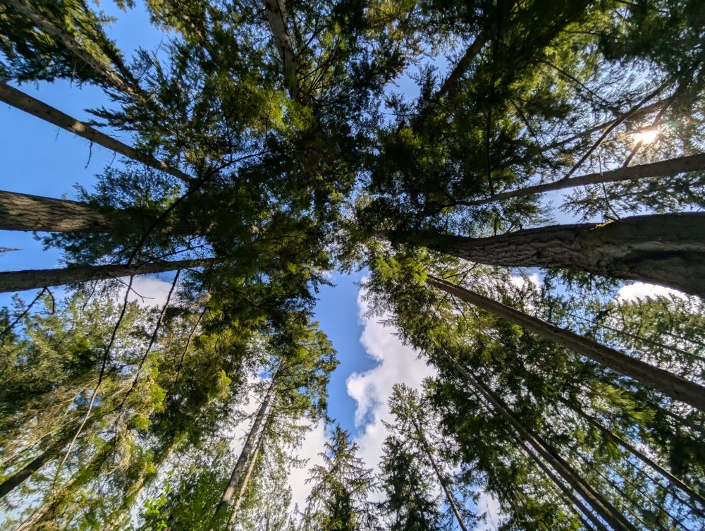 The view when lying down in the hammock. Lots of beautiful fluffy white clouds to watch as they streamed by. 