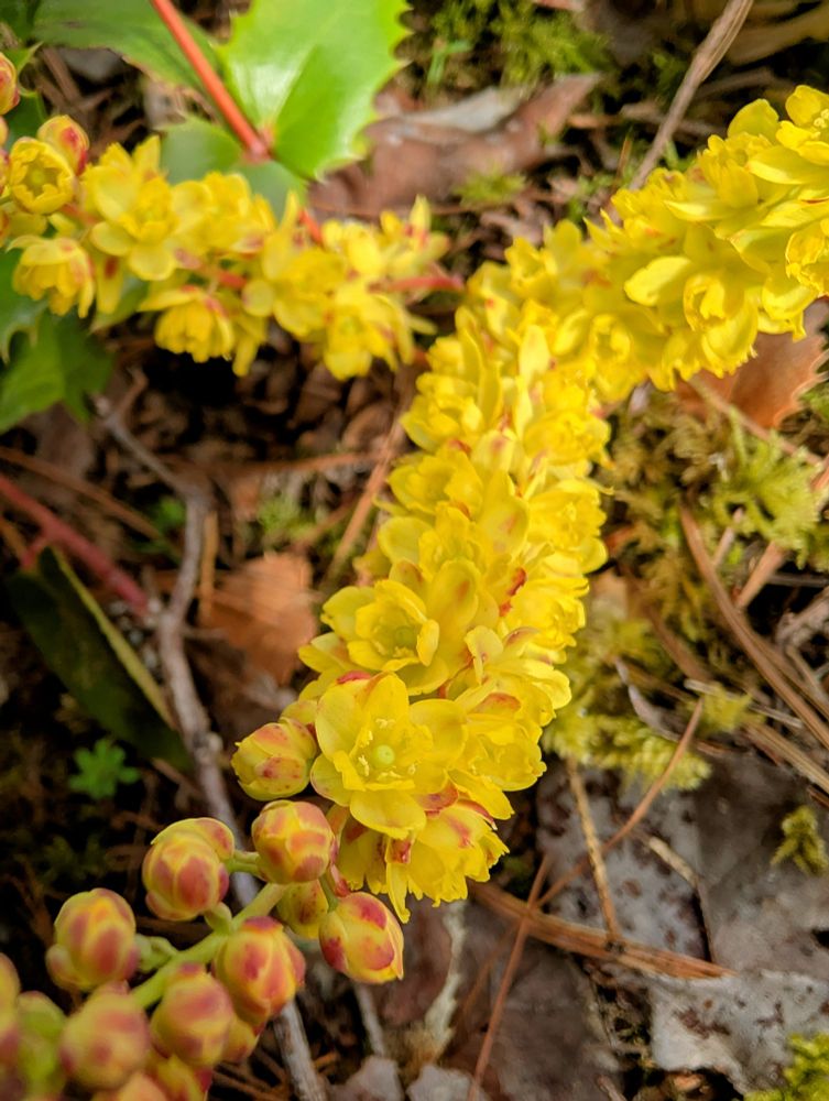 Oregon Grape flowers unfurling into bright yellow beauties. 