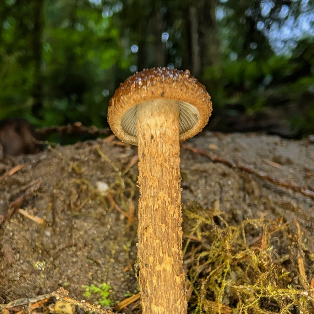 I believe this to possibly be a scaly webcap. It was found singularly growing along a stream bank. The caps texture was gritty/grippy in almost a rubber truck bed liner sort of way. 