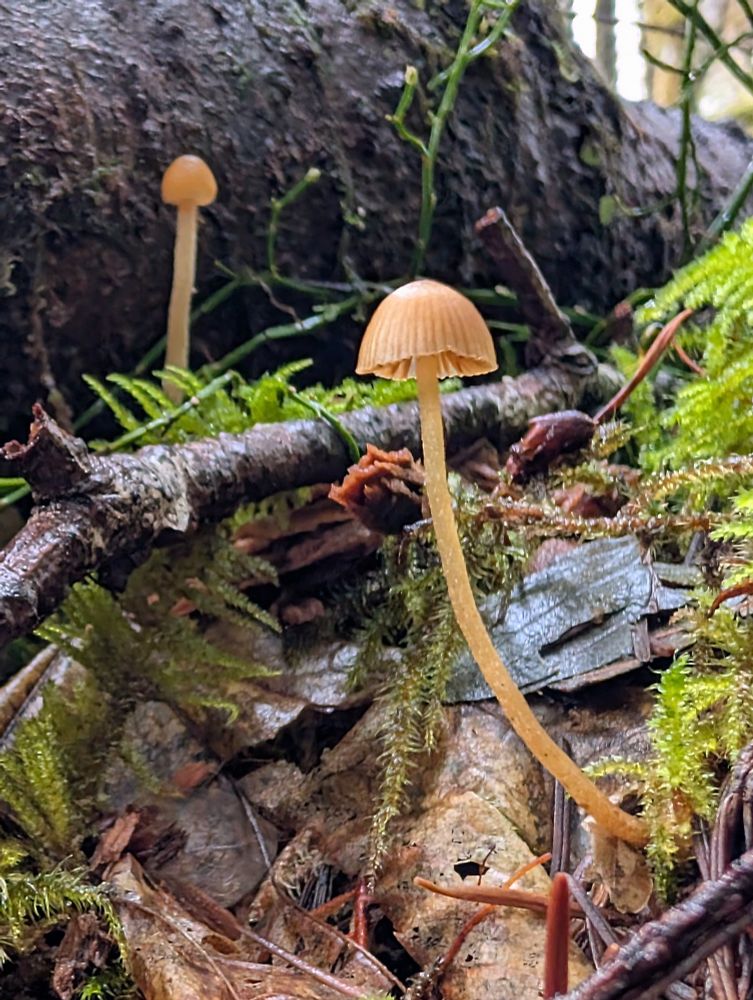 These bonnet fungi were caught at varying stages of development. The foreground had a light yellow stem that goes from almost translucent light yellow to an orange-yellow. The cap is a light brown yellow with darker coloration where the gills are located. The background mushrooms cap has yet to fully unfurl into its majestic glory....Tomorrow. 