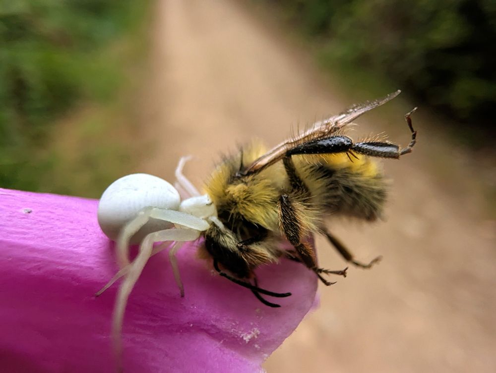 I'm not sure how long they'd been holding onto the bee but they lifted it like it was no big deal at all. Little crab spider buddy showing off their incredible strength. 