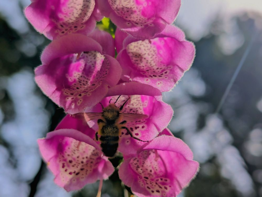 A bumblebee is floating on air having just kept from the foxglove flower to head onto the next to continue their nectar collection and pollination.  I'm not sure of the species, maybe Half-black Bumblebee? Entomology isn't my obsession...but I do love them. These foxglove are always gorgeous, even if they are an endemic invasive. 