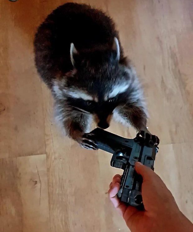 Raton laveur prend un pistolet 