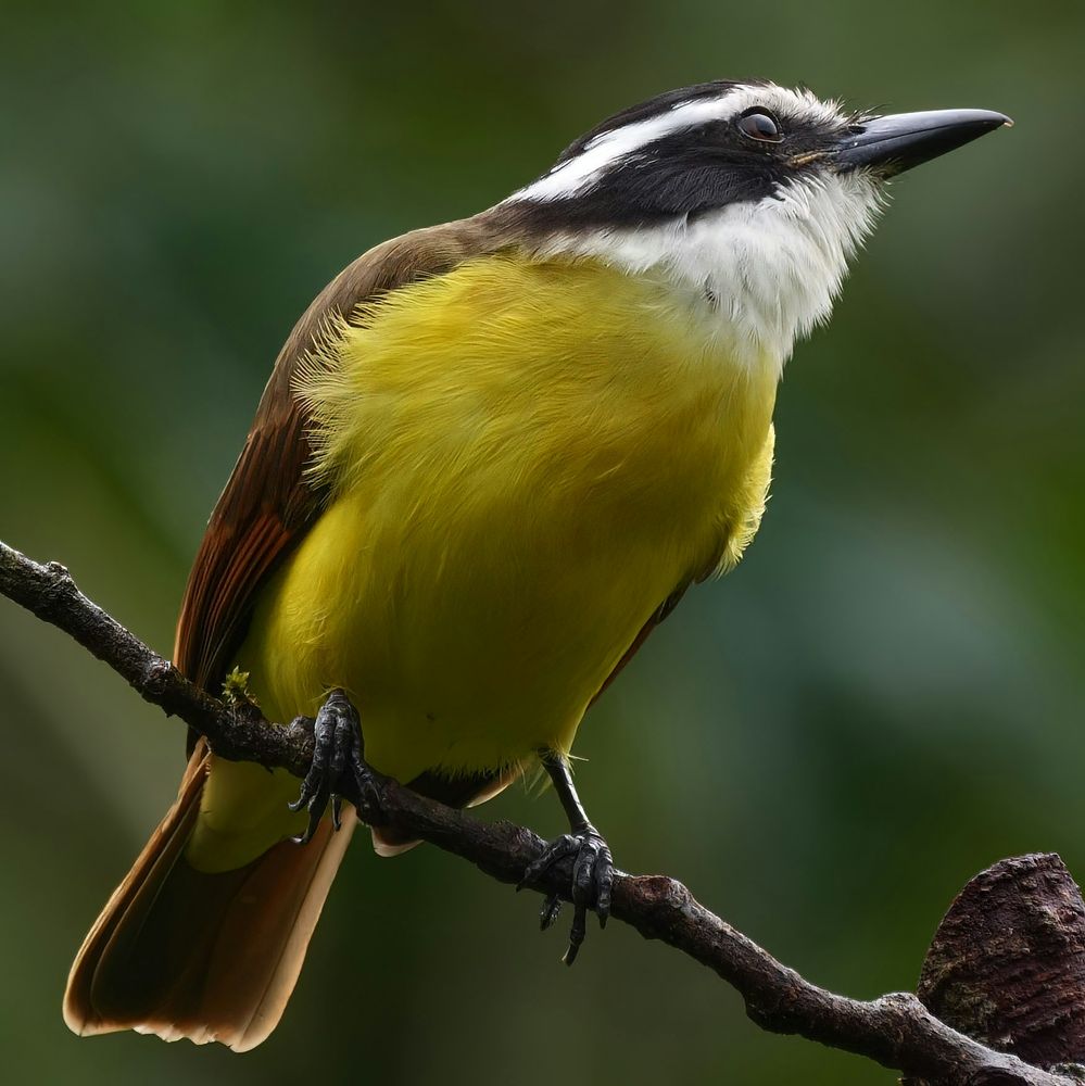 The image shows a small bird perched on a branch, featuring a bright yellow belly, brown wings, and a distinctive black-and-white head.