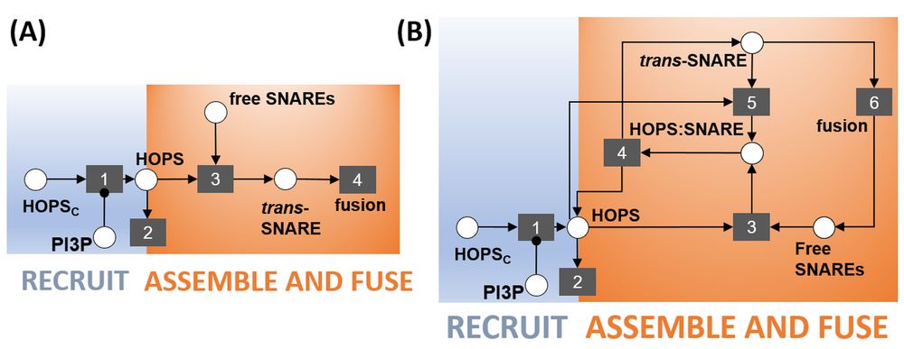 Model-based inference of a dual role for HOPS in regulating guard cell vacuole fusion