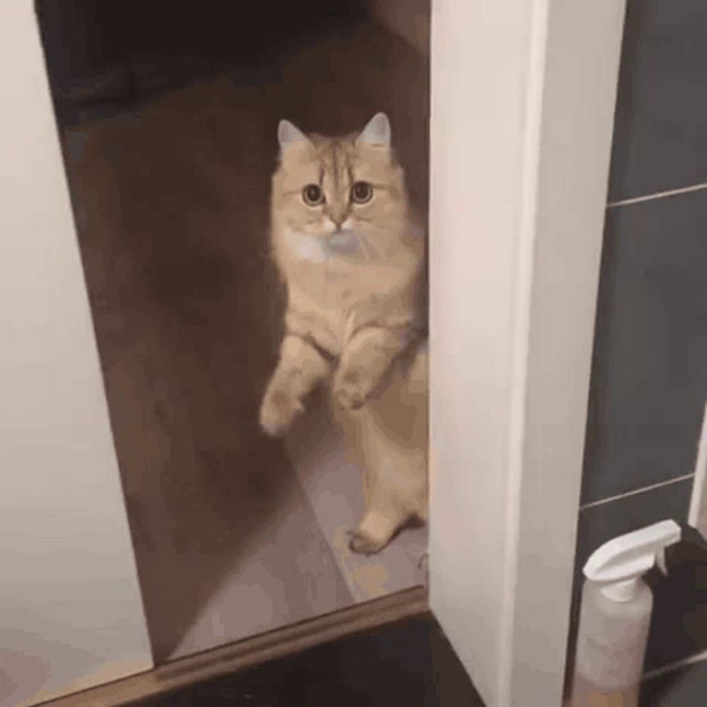 a cat is standing on its hind legs in a bathroom doorway