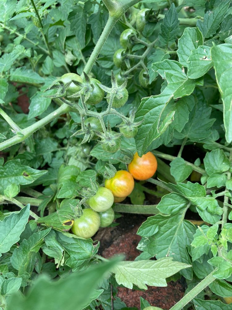Tomato plants ripening. They have sown themselves and gone crazy.