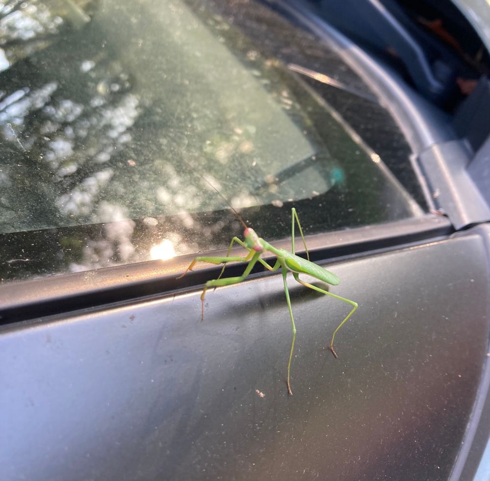 Praying Mantis on my car. Australia 
