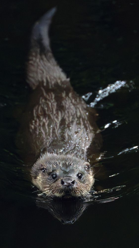 The full length of an otter visible as it swims with its face towards the photographer. Pic by George Kelsey