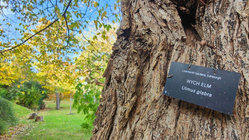 The bark of a Wych Elm tree with a plaque on it that reads 'Learmonth Gardens, Edinburgh'. Credit WTML