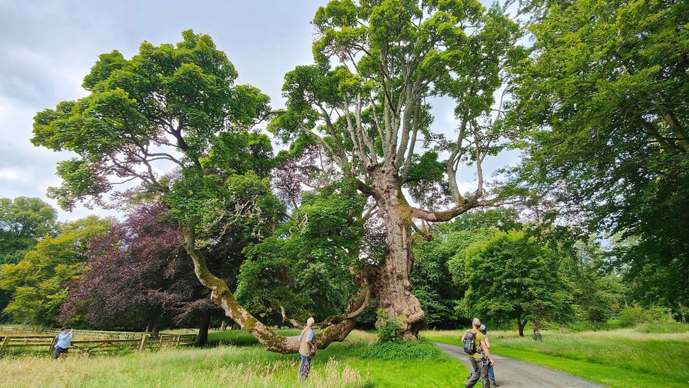 An ancient sycamore tree with an unusual form - one limb is enormous and hangs low to the ground before rising up to meet the light. Four people are gazing up at the tree which stands in historic landscaped grounds next to a tarmac road. Credit WTML