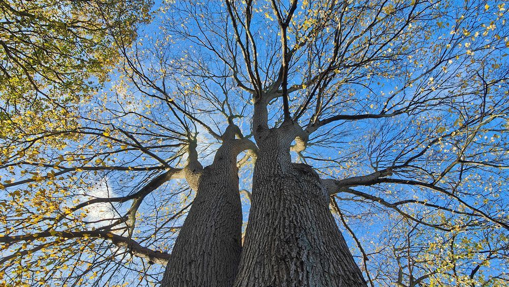 Looking up the twin trunks of old elm trees into the canopy above. It's autumn and the leaves are falling from the tree; the sky is bright blue in the background. Credit WTML