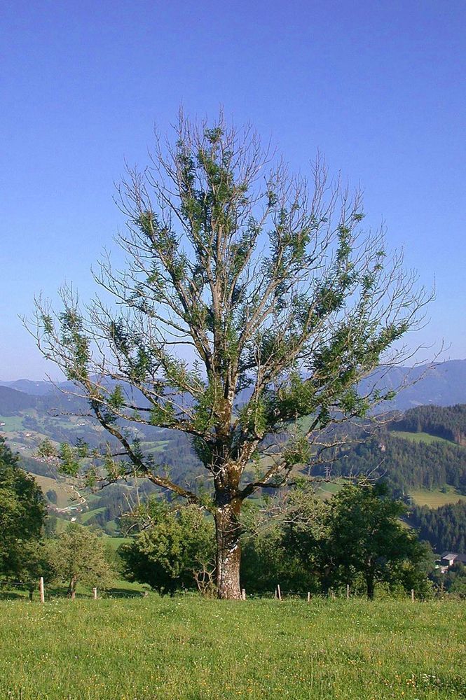 A single mature ash tree standing in a field showing significant dieback of the crown and some remnant green leaves. image credit: IFFF-BOKU/Thomas Kirisits
