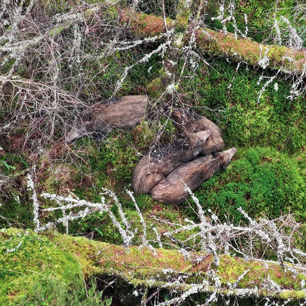Drone pic of a group of boar huddled together in a wood. Pic by BH Wildlife Consultancy.