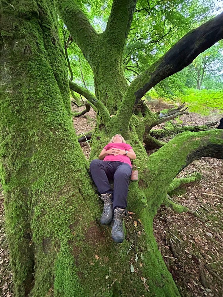 Woman lying down on the limb of a moss covered beech tree. Credit WTML