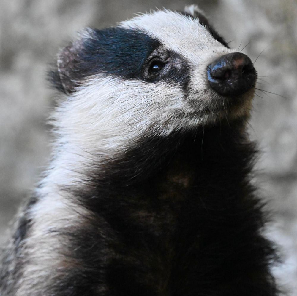 Close up of the black and white striped snout of a badger. Pic by Rosanna Forbes.
