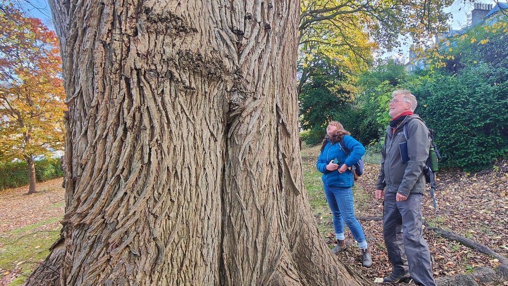 A man and a woman gaze up into the canopy of a very fat old elm tree with pronounced ridges of bark on its trunk. Credit WTML
