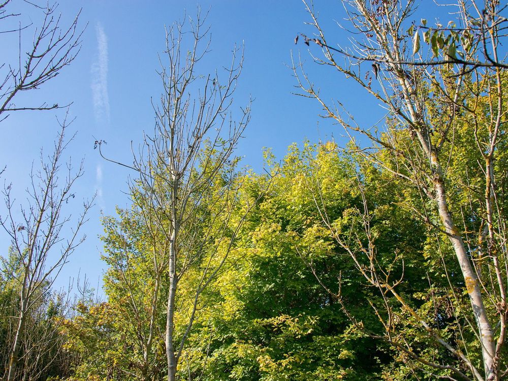 A mixed woodland set against a blue sky; in the foreground are 4 young ash trees all dead or dying form dieback. Credit Phil Lockwood/WTML 
