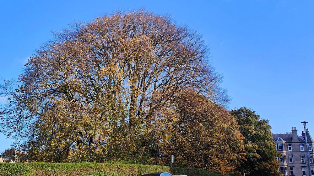 A large elm tree in the gardens of a residential area in the city of Edinburgh. The tree has a round canopy and towers above other trees in the garden. Credit WTML.