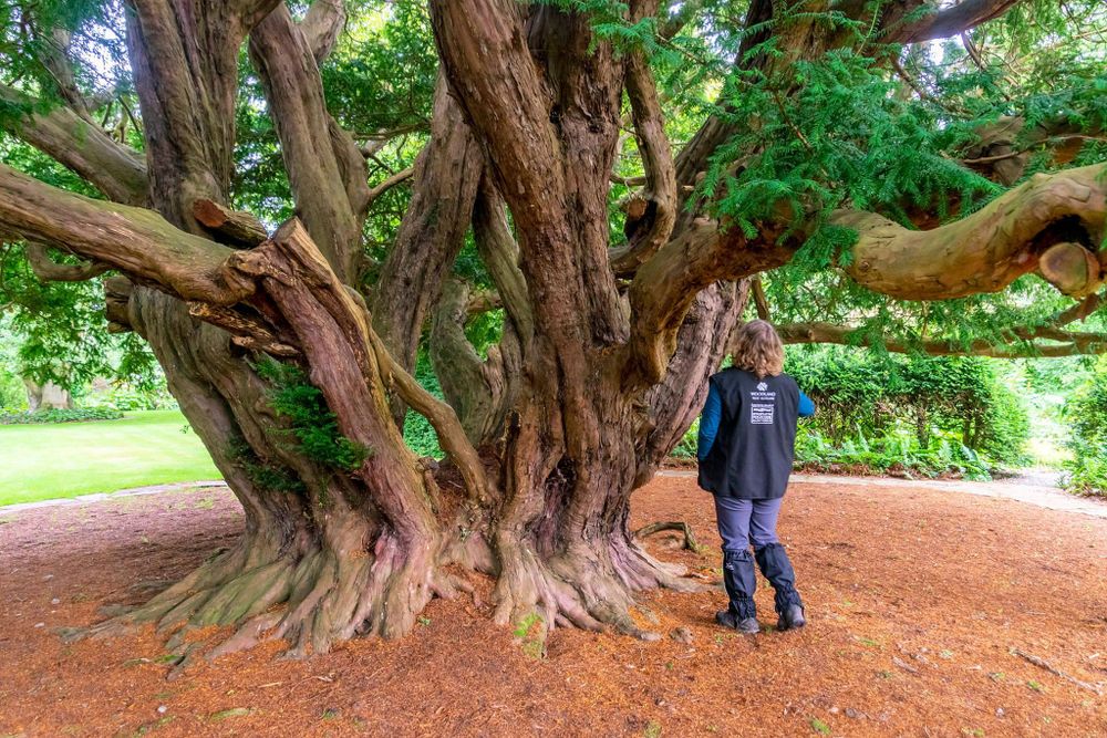 A very fat yew tree growing in a garden. A woman is looking up at the tree, which has had several limbs removed. Credit WTML