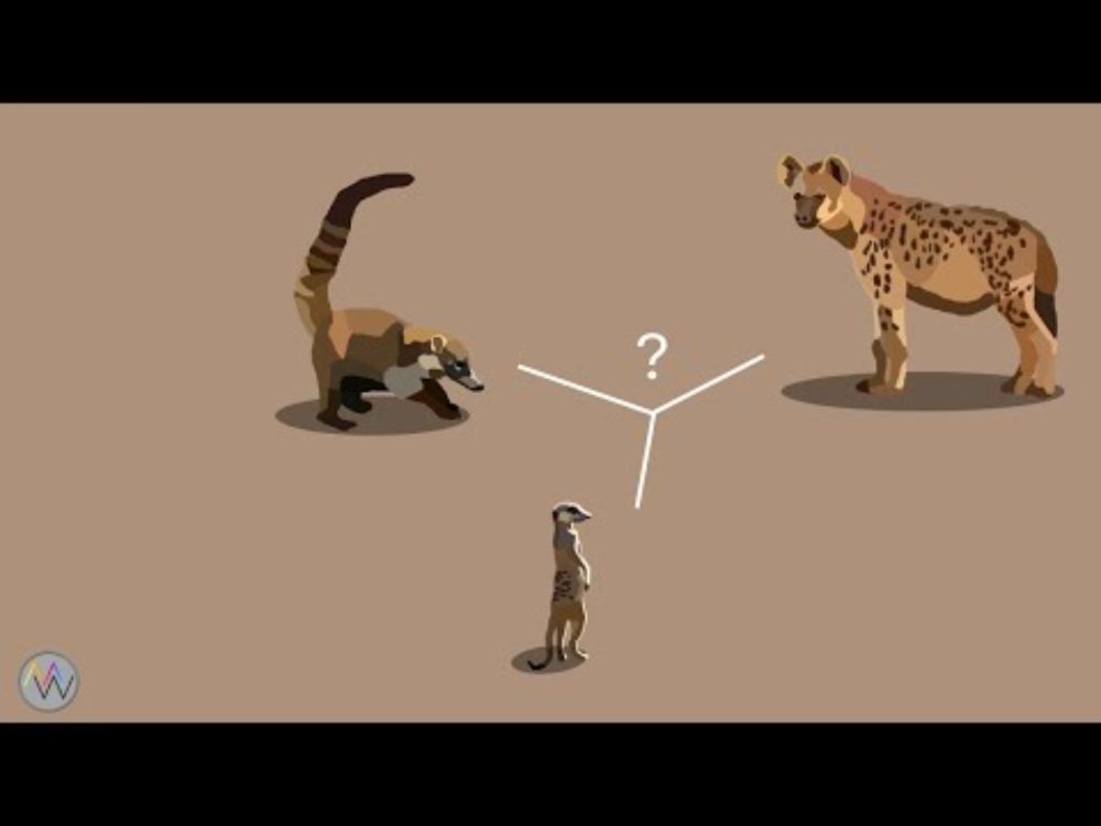Welche Gemeinsamkeit haben Hyänen, Erdmännchen und Nasenbären?