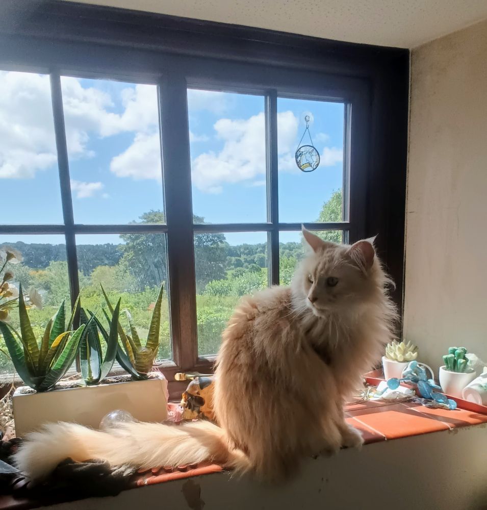 Sherlock, a fluffy cream and white Maine Coon cat, sits on a tiled windowsill with a blue sky and trees behind him. He is looking vaguely backwards.