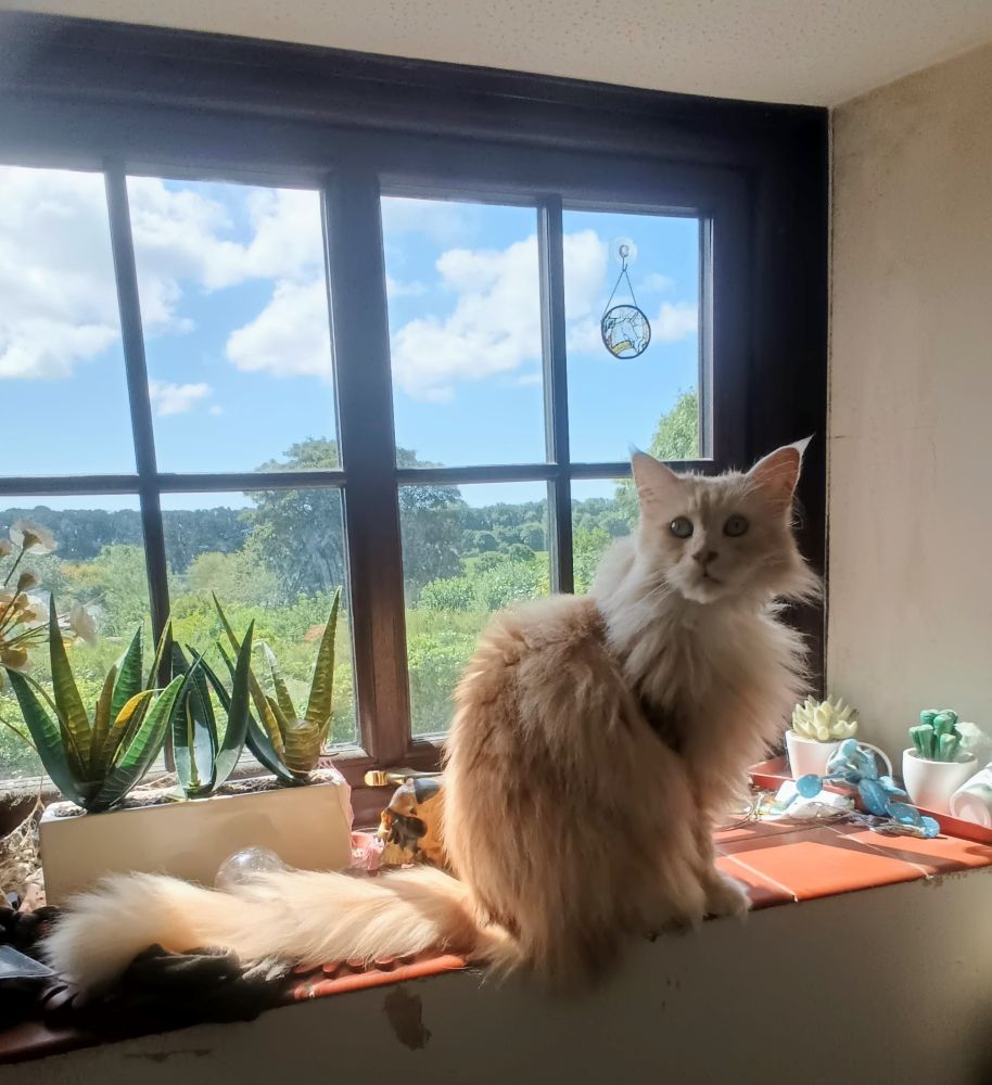 Sherlock, a fluffy cream and white Maine Coon cat, sits on a tiled windowsill with a blue sky and trees behind him. He is looking blankly at the camera.