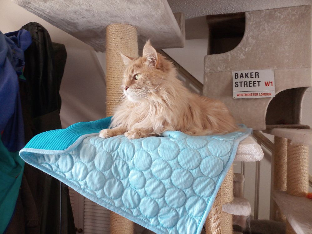 Mycroft,  a pale ginger Maine Coon cat, sits on a blue cooling mat on top of a cat tree. In the background is a sign reading 'Baker Street'.