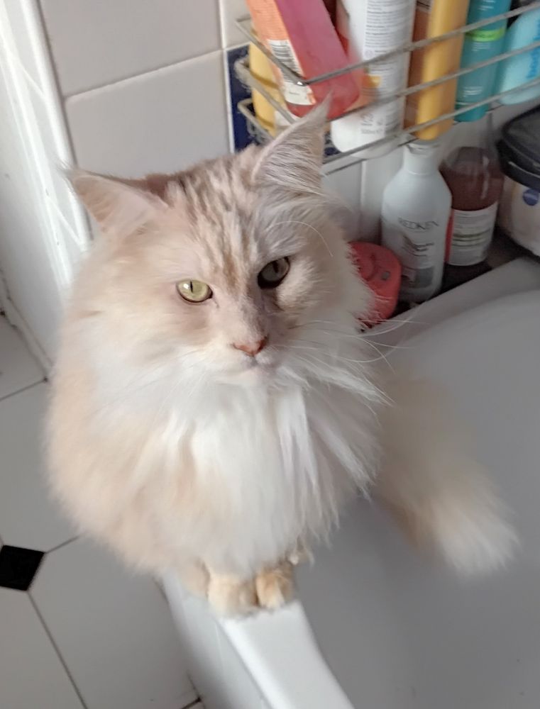 Sherlock, a fluffy cream and white Maine Coon cat, perches on the edge of a bath looking globular and solemn.