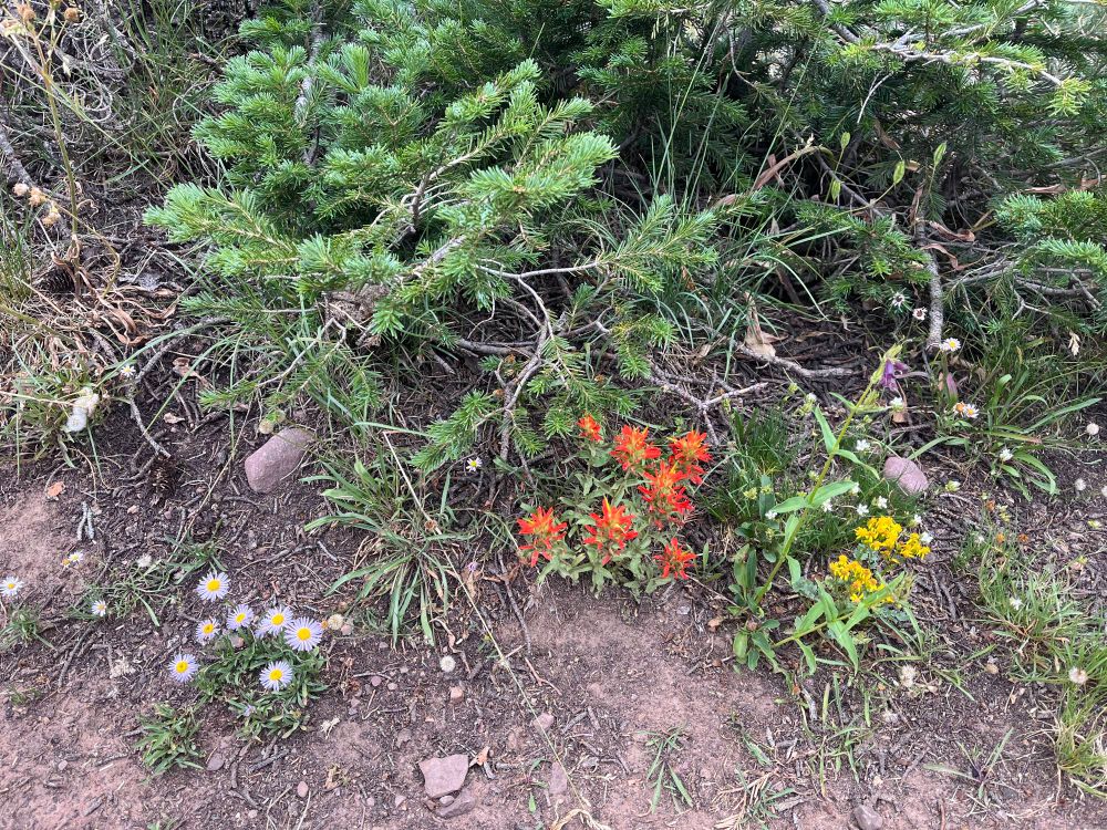 Three varieties of wildflowers