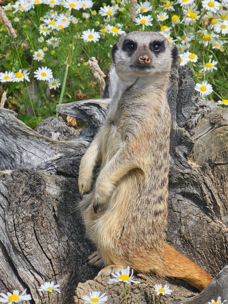 Meerkat in daisies