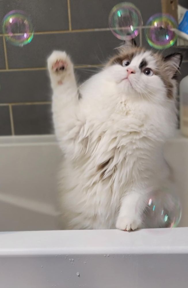A fluffy white ragdoll kitten with brown markings around the eyes and ears stands in a white bathtub, swatting at soap bubbles. A grey tiled shower wall is behind him.