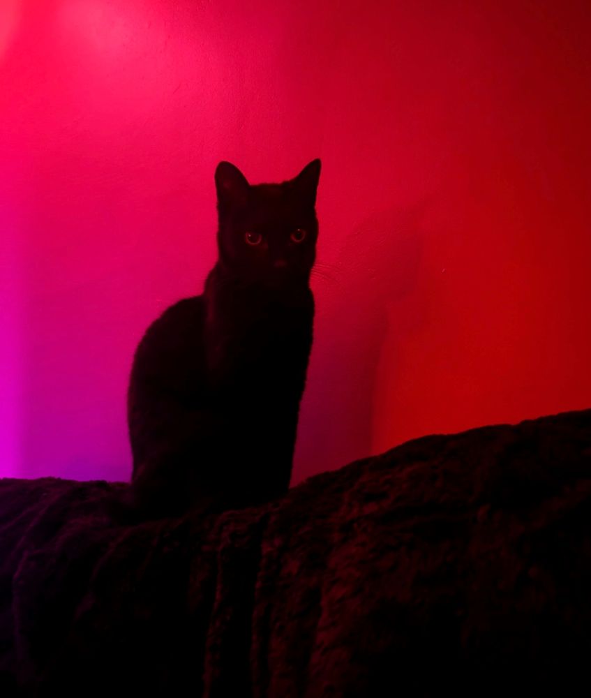 A lithe black cat sits upright on a velvety blanket, against a red wall, on the back of a couch. She is very narrow and her eyes are focused on something just to the right of the person taking the picture. The light is all red making her seem like even more of a shadow.