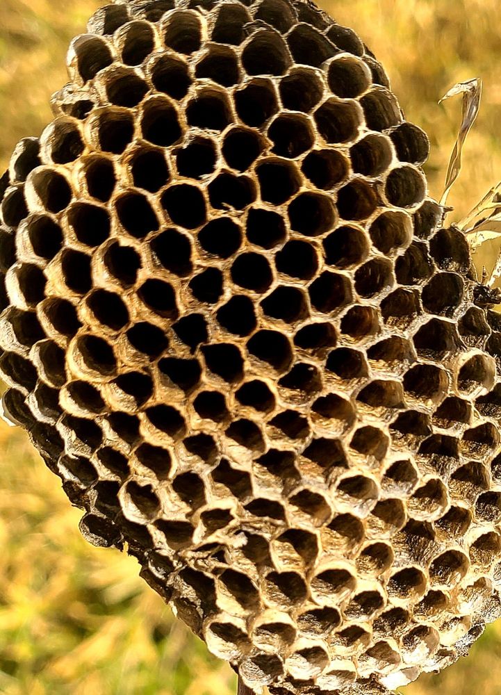 A close-up shows an empty wasp nest I collected this past summer from my backyard.
