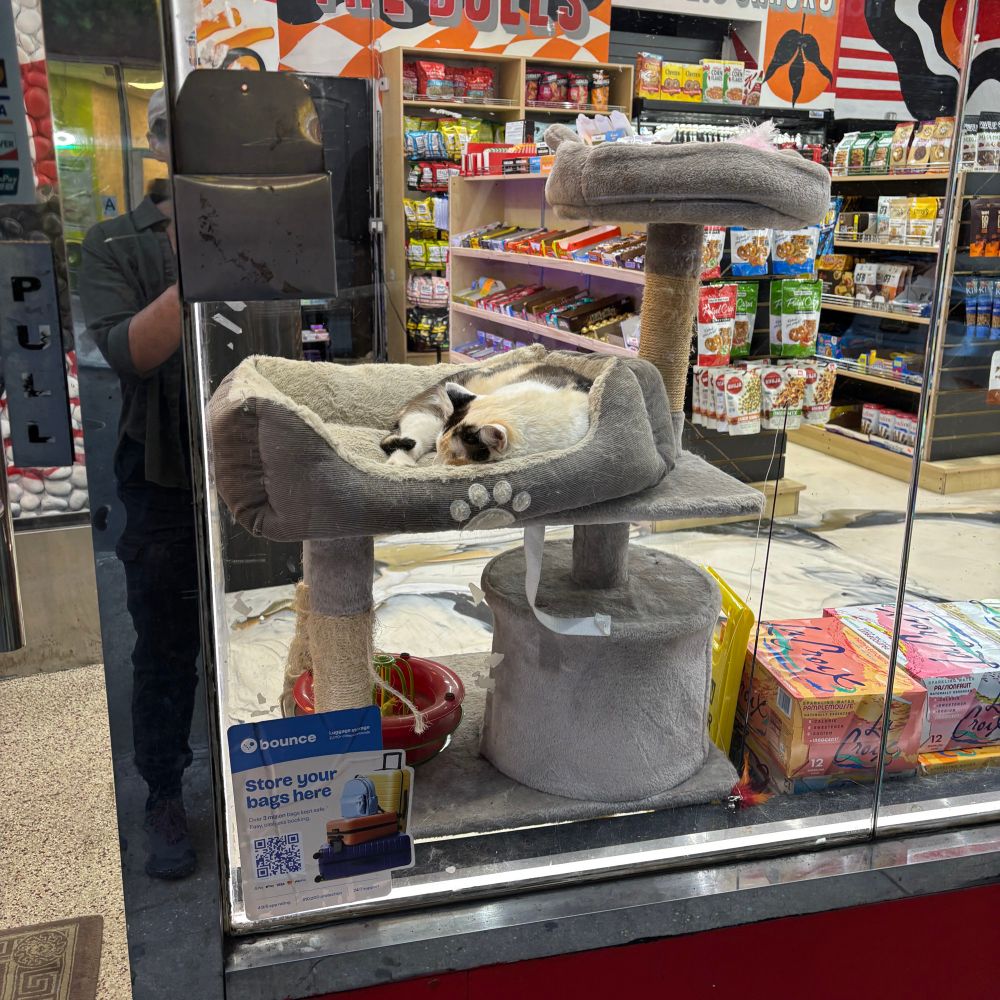 cat in the window of bodega, on a cat tower