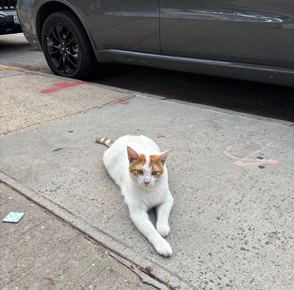 Pepper the pet supply shop cat near me. He fears nothing